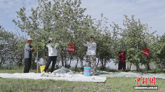 乡村行·看振兴）“中国翅果油树之乡”山西翼城：特色产业绘就富农好“丰”景